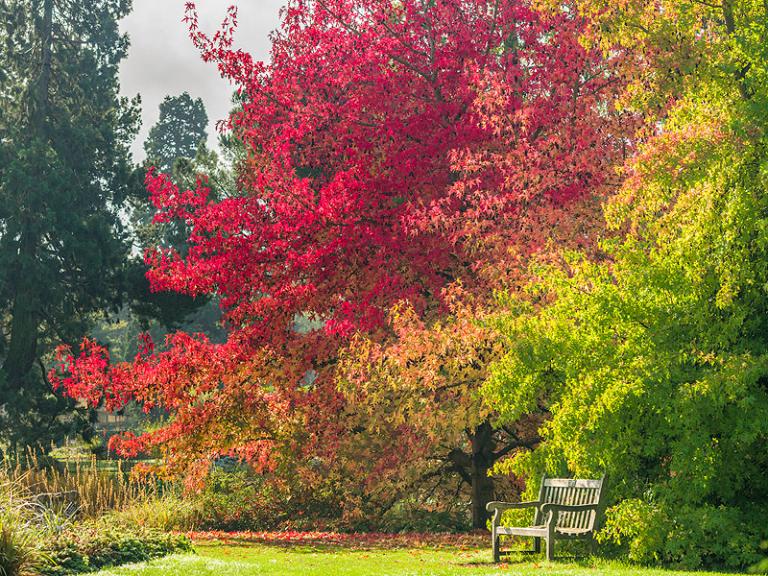 Bild: Cambridge University Botanic Garden - Liquidambar