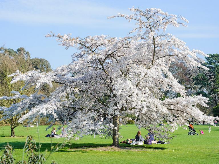 Bild: Cambridge University Botanic Garden - yoshino cherry tree