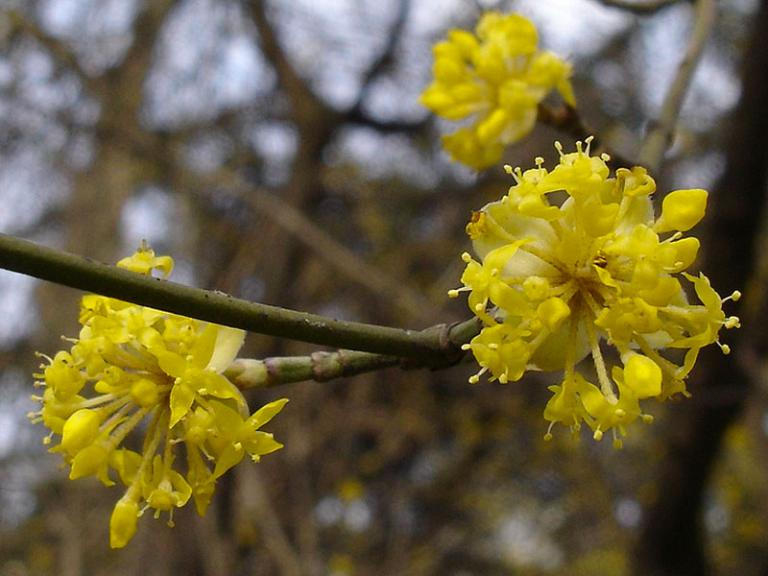 Cornus Bauer Baumschulen