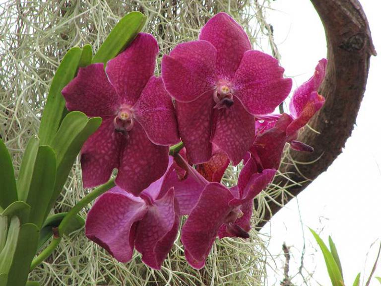 Orchideen Amsler 