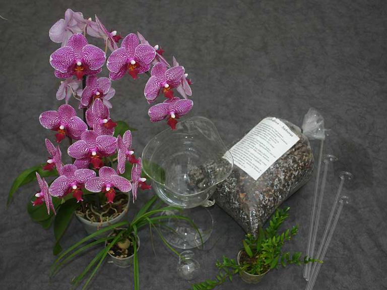 Orchideen Amsler 