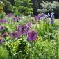 Bild: Cambridge University Botanic Garden - Bee borders