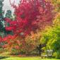 Bild: Cambridge University Botanic Garden - Liquidambar