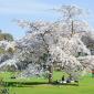 Bild: Cambridge University Botanic Garden - yoshino cherry tree