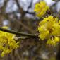 Cornus Bauer Baumschulen