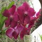 Orchideen Amsler 