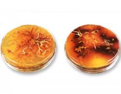 Zorn in der Petrischale: Pilzkultur von Armillaria cepistipes. Dunkle Areale enthalten besonders viel Melanin. Bild: Empa
