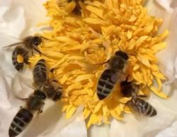 Bild garten.ch: Honigbienen auf Pfingstrose