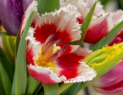 Foto: TPN/ibulb.