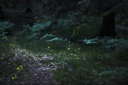 Glühwürmchen in einem Wald