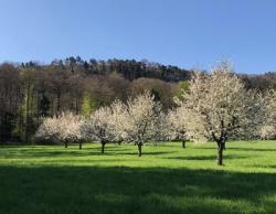 Bild garten.ch Kirschblüte Basel-Landschaft