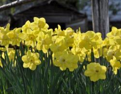 Bild garten.ch: Narzissenbeet im Frühling