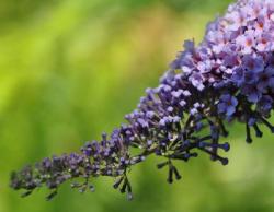 Bild garten.ch: Invasive Neophyten, Sommerflieder