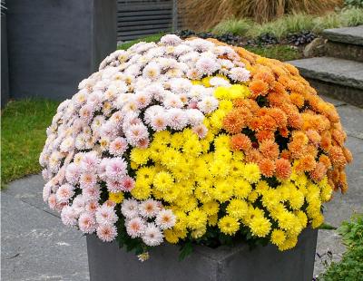 Bild Picturegarden Rohner: Die klassischen Garden-Mums eignen sich besonders gut als Türwächter, da sie eine enorme Fernwirkung garantieren.